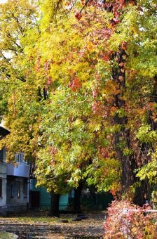 Осень в Одессе... (фото)