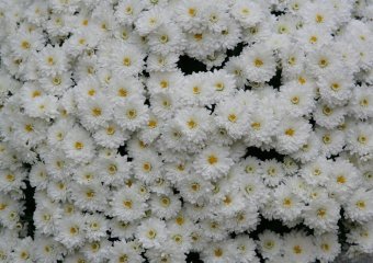 В нынешние выходные одесситы пили вино и ели сыр (фото)