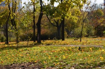 Одесские власти отчитываются о благоустройстве парка Победы (фото)