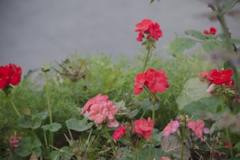Осень в Городском саду