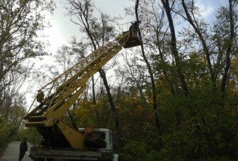 Омолаживание деревьев на Трассе здоровья продолжается
