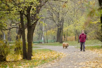 Утро в осеннем парке