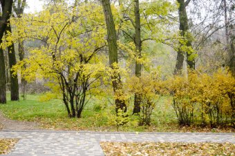 Утро в осеннем парке