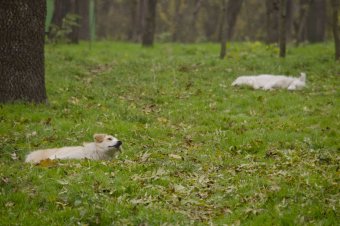 Утро в осеннем парке