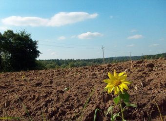 Из-за проблем с собственностью земли украинские фермеры не могут торговать с ЕС