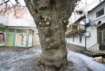 Старейшее дерево Одессы избавили от неприятного соседства (фото)