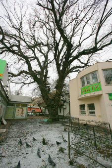 Старейшее дерево Одессы избавили от неприятного соседства (фото)