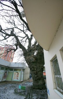 Старейшее дерево Одессы избавили от неприятного соседства (фото)