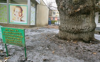 Старейшее дерево Одессы избавили от неприятного соседства (фото)