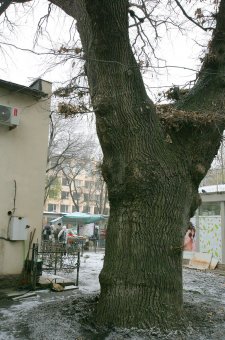 Старейшее дерево Одессы избавили от неприятного соседства (фото)