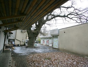 Старейшее дерево Одессы избавили от неприятного соседства (фото)