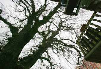 Старейшее дерево Одессы избавили от неприятного соседства (фото)