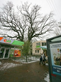 Старейшее дерево Одессы избавили от неприятного соседства (фото)