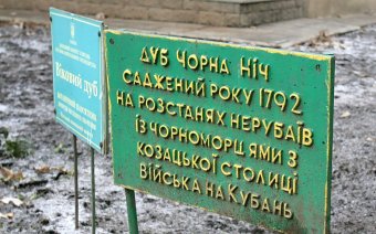 Старейшее дерево Одессы избавили от неприятного соседства (фото)