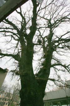 Старейшее дерево Одессы избавили от неприятного соседства (фото)