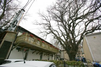 Старейшее дерево Одессы избавили от неприятного соседства (фото)