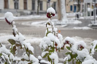 Первый снег