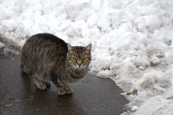 Первый снег