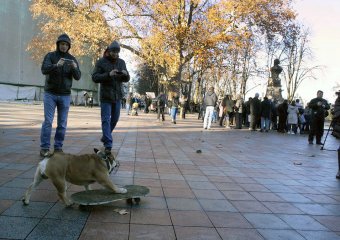 В Одессе бульдог-скейтбордист  разогнал митинг «евромайдана» (фото)
