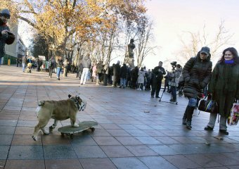 В Одессе бульдог-скейтбордист  разогнал митинг «евромайдана» (фото)