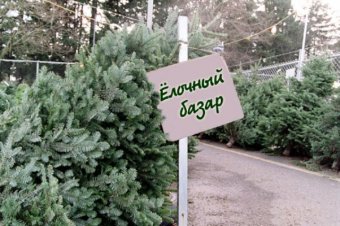 В Одессе развернулась активная торговля новогодними деревьями