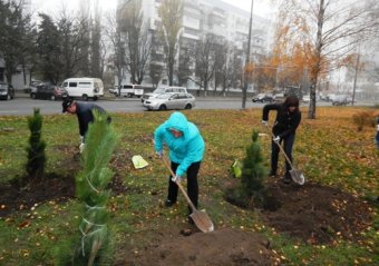 В Одессе вандалы похитили недавно высаженные молодые ели и сосны