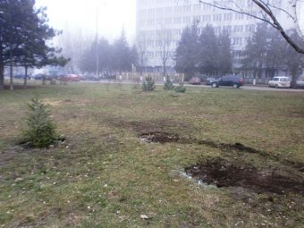 В Одессе вандалы похитили недавно высаженные молодые ели и сосны