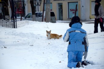 Снежное утро в Одессе