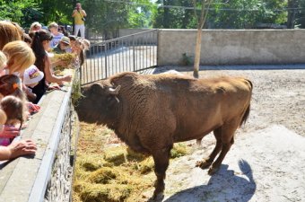 Одесский зубр Султан готовится обзавестись гаремом