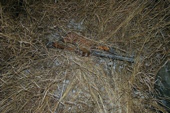 Пограничники остановили 4 нарушителей (фото)