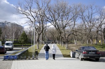 В ходе благоустройства на пляже Ланжерон высажены 64 молодых дерева