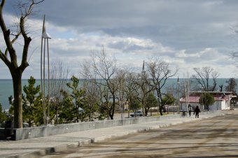 В ходе благоустройства на пляже Ланжерон высажены 64 молодых дерева