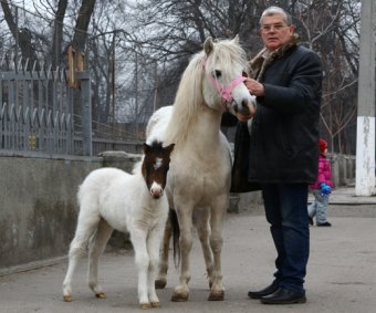 В Одесском зоопарке у белой лошади родился жеребенок (фото)