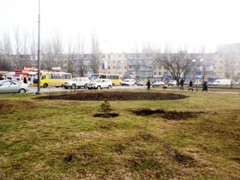 В Одессе на площади Деревянко вандалы вырвали с корнем недавно высаженную голубую ель