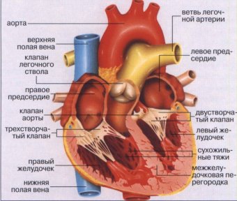 Врождённый порок сердца у детей часто протекает скрыто