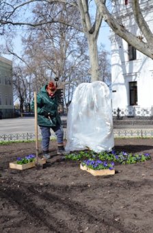 Клумбу на Думской украсила декоративная композиция «Три сердца» (фото)