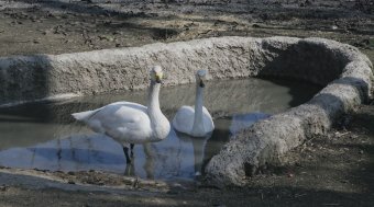 Сегодня поздравили самую большую одесситку (фото)