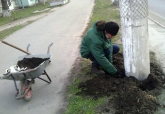 В Одессе высадят 400 виноградных лоз возле опор освещения (фото)