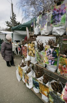 У Дворца спорта работает выставка-продажа «Садоводы для вас»