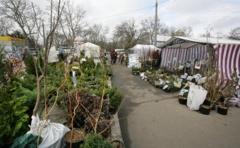 У Дворца спорта работает выставка-продажа «Садоводы для вас»