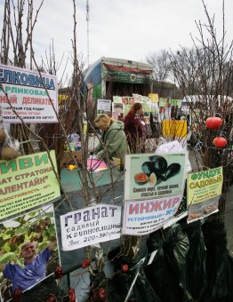 У Дворца спорта работает выставка-продажа «Садоводы для вас»