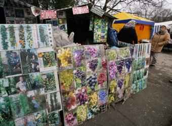 У Дворца спорта работает выставка-продажа «Садоводы для вас»