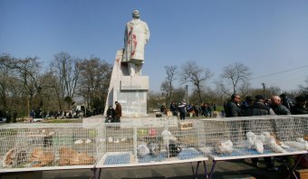 В Одессу слетелись... голуби и прочая живность (фото)