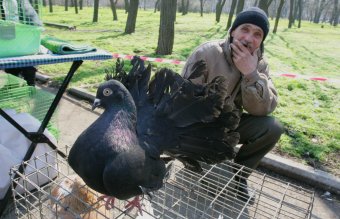 В Одессу слетелись... голуби и прочая живность (фото)