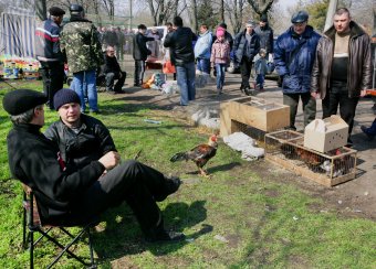В Одессу слетелись... голуби и прочая живность (фото)