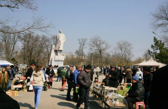 В Одессу слетелись... голуби и прочая живность (фото)