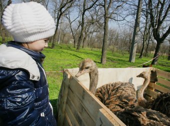 В Одессу слетелись... голуби и прочая живность (фото)