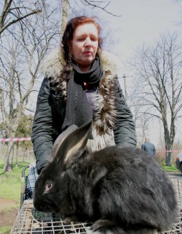 В Одессу слетелись... голуби и прочая живность (фото)