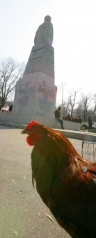 В Одессу слетелись... голуби и прочая живность (фото)