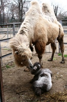 В Одесском зоопарке родился верблюжонок (фото)